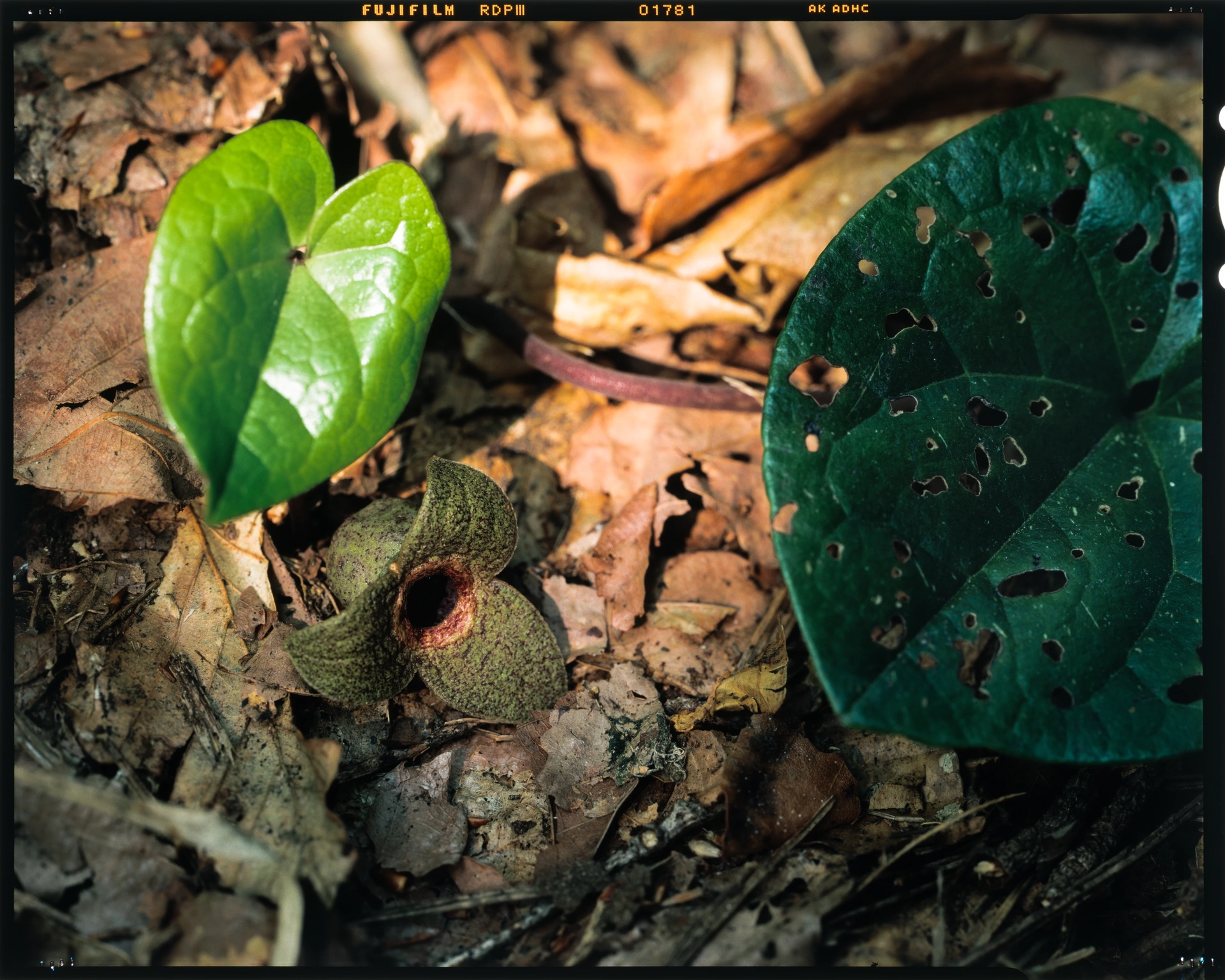 Asarum ikegamii